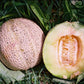 MELON 'Eden's Gem Muskmelon'