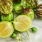 MELON 'Pepino' --Solanum muricatum--