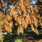 Metasequoia glyptostroboides --Dawn Redwood--