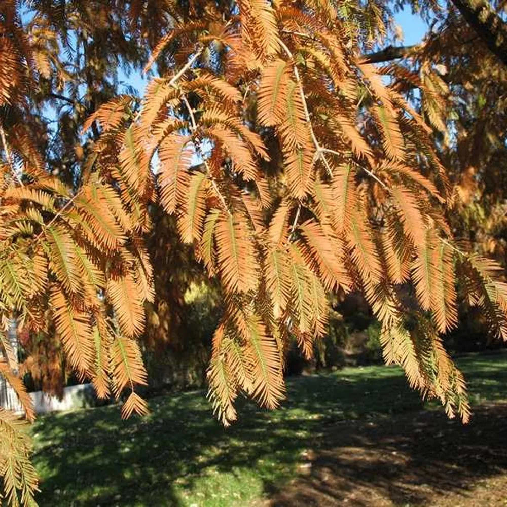 Metasequoia glyptostroboides --Dawn Redwood--