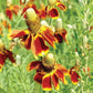 Ratibida columnifera --Yellow Mexican Hat--