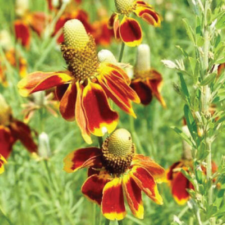 Ratibida columnifera --Yellow Mexican Hat--