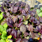 ASIAN GREENS 'Scarlet Tat Soi'