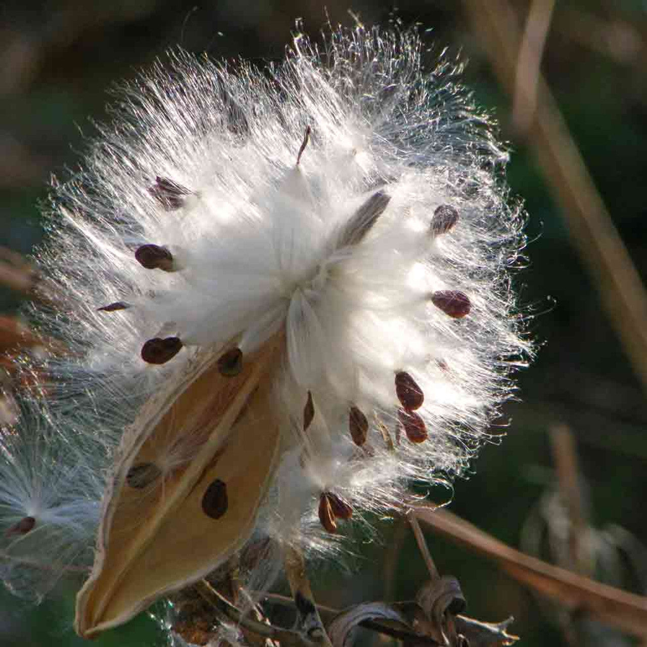 Asclepias asperula --Antelopehorn Milkweed--