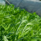 ASIAN GREENS 'Mizuna'