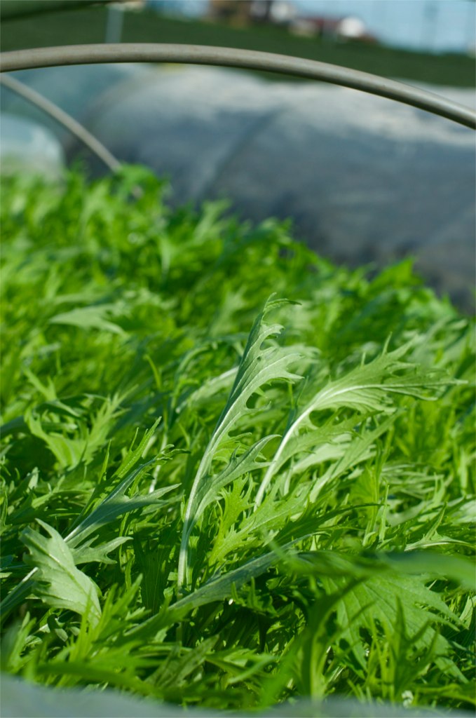 ASIAN GREENS 'Mizuna'