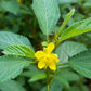 SPINACH 'Egyptian Molokhia' --Corchorus olitorius--