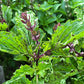 BASIL 'Mrihani' --Ocimum basilicum--