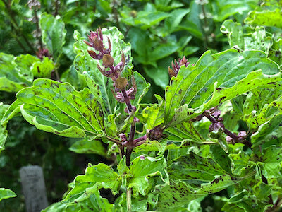 BASIL 'Mrihani' --Ocimum basilicum--