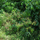 BASIL 'African Tree' --Ocimum suave--