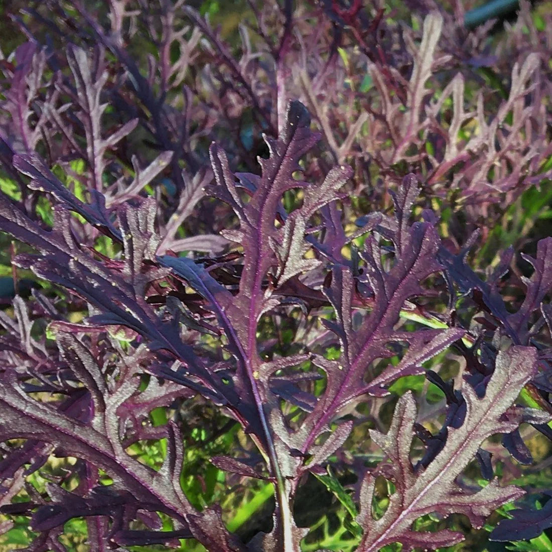 MUSTARD GREENS 'Scarlet Frill'