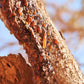 MYRRH 'African' --Commiphora myrrha--