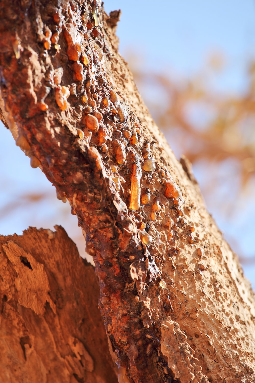 MYRRH 'African' --Commiphora myrrha--