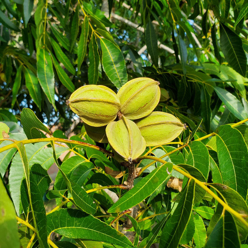 PECAN 'Kanza' --Carya illinoinensis--