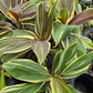 Cordyline fruticosa --Mocha Latte Ti Plant--
