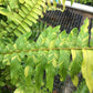 Nephrolepis exaltata --Tiger Boston Fern--