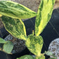 NOPALES 'Opuntia' --Nopalea cochenillifera 'Variegata'--