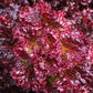 LETTUCE 'Flame'