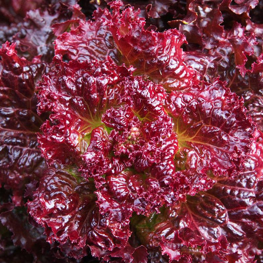 LETTUCE 'Flame'