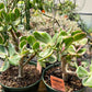 Crassula ovata 'Variegata' --White Variegated Jade Plant--