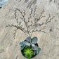 Kalanchoe humilis 'Desert Surprise'