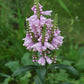 Physostegia virginiana --Fall Obedient plant--