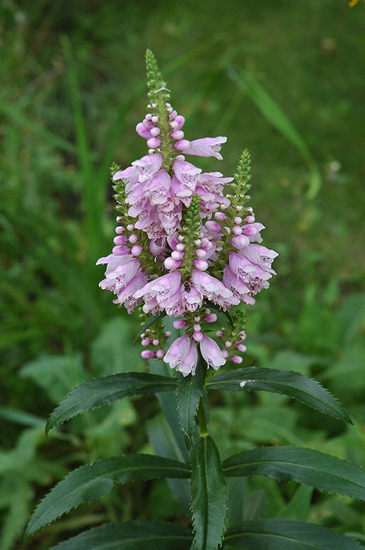 Physostegia virginiana --Fall Obedient plant--