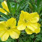 Oenothera macrocarpa --Fluttermill Evening Primrose--