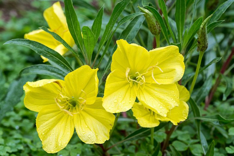 Oenothera macrocarpa --Fluttermill Evening Primrose--
