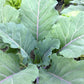 COLLARDS 'Ole Timey Blue'