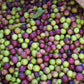 OLIVE 'European' --Olea europaea 'Arbequina'--