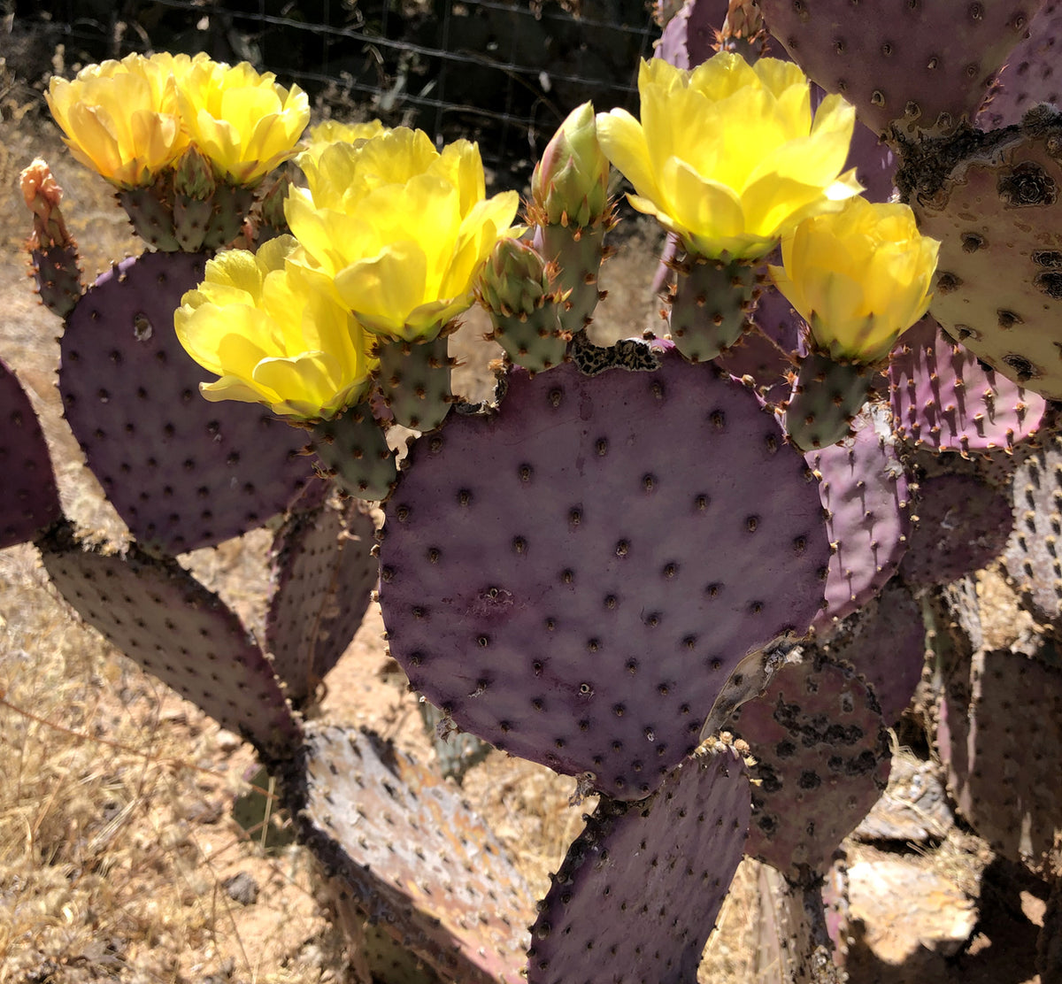 Opuntia macrocentra --Purple Prickly Pear--