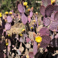 Opuntia macrocentra --Purple Prickly Pear--