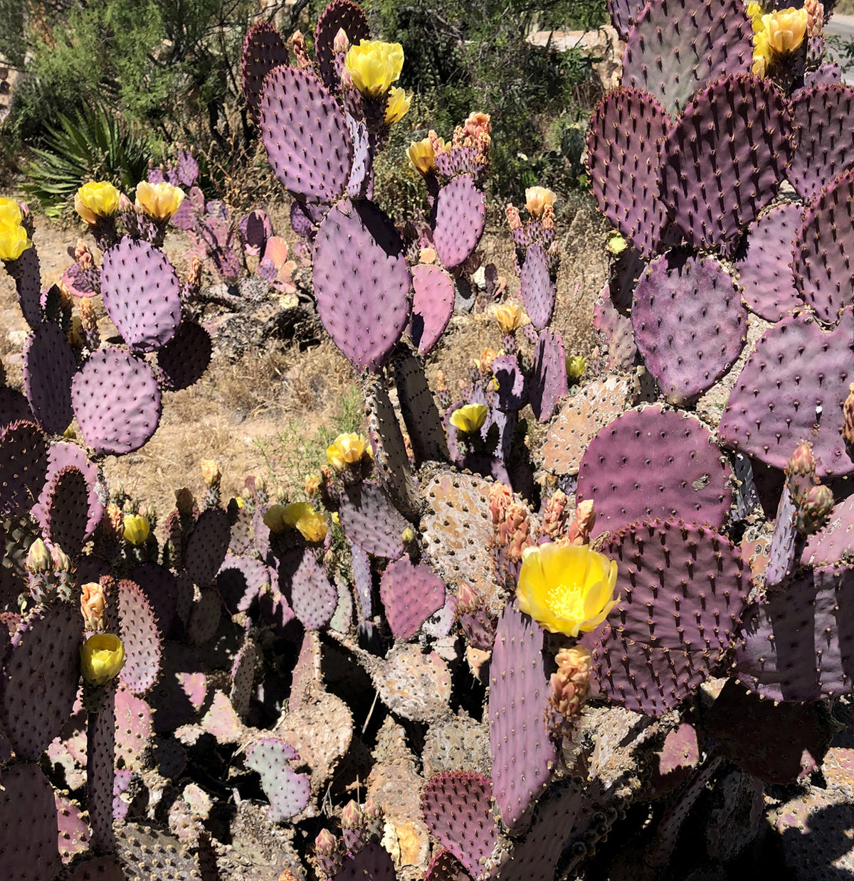 Opuntia macrocentra --Purple Prickly Pear--