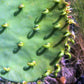 NOPALES 'Green' --Opuntia cacanapa--