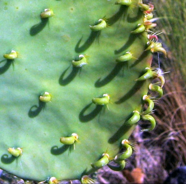 NOPALES 'Green' --Opuntia cacanapa--