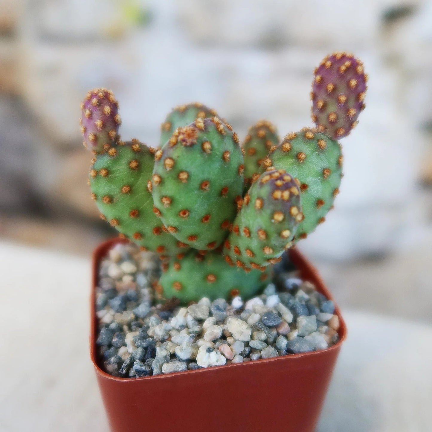Opuntia rufida minima f. monstrosa --Mini Cinnamon Cactus--