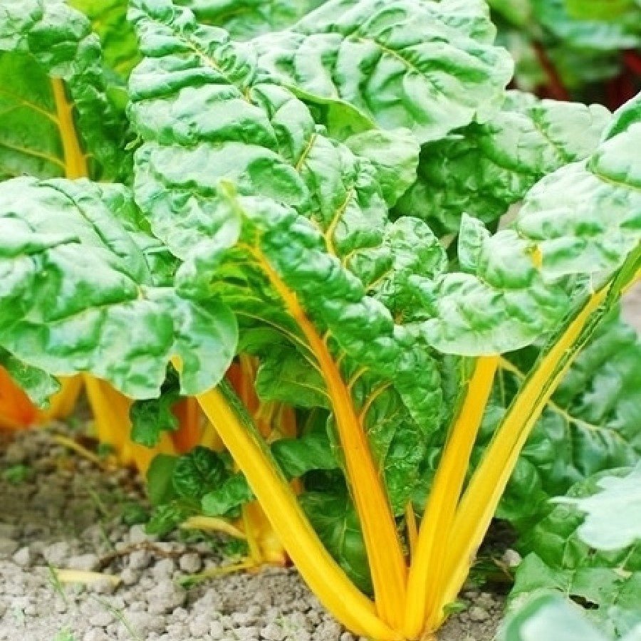 CHARD 'Orange Fantasia'