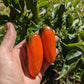 PEPPER 'Orange Spice Jalapeño'