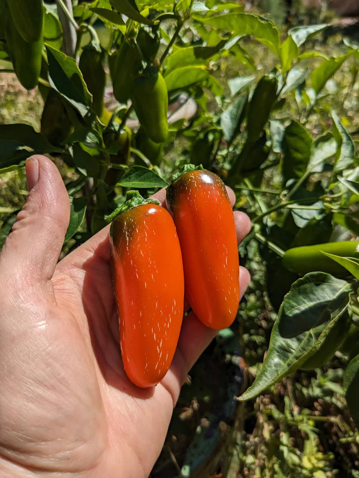 PEPPER 'Orange Spice Jalapeño'