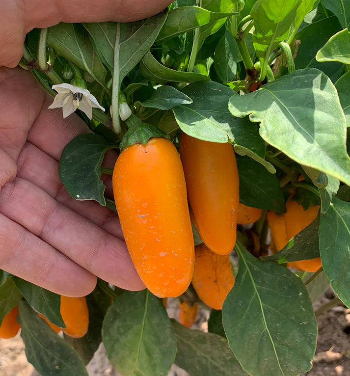 PEPPER 'Orange Spice Jalapeño'