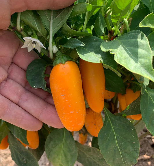 PEPPER 'Orange Spice Jalapeño'