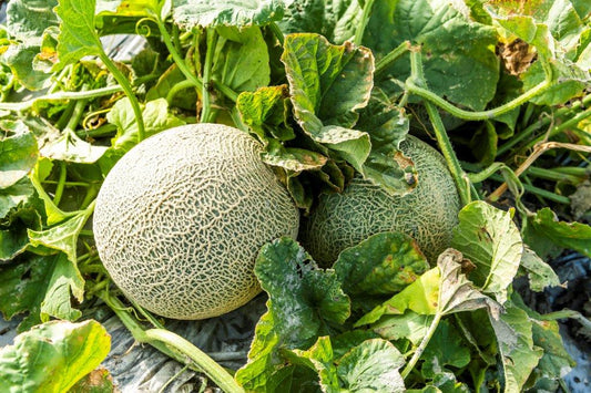 MELON 'Sivan'