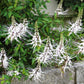 TEA 'Java' --Orthosiphon aristatus--