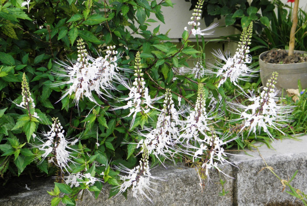 TEA 'Java' --Orthosiphon aristatus--