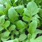 ARUGULA 'Ortolani' --Eruca vesicaria--