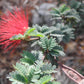 Calliandra californica x eriophylla --California Red Fairy Duster--