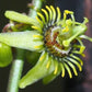 PASSIONFLOWER 'Corkystem' --Passiflora suberosa--