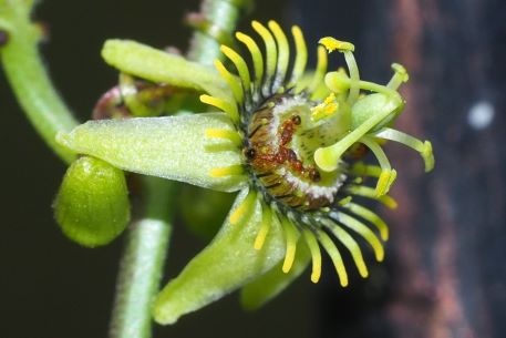 PASSIONFLOWER 'Corkystem' --Passiflora suberosa--
