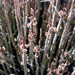 Euphorbia antisyphilitica --Candelilla--